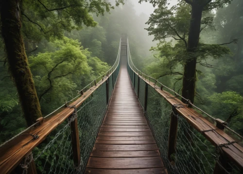 hanging bridge,canopy walkway,wooden bridge,tree top path,suspension bridge,scenic bridge,walkway,rope bridge,extradosed bridge,humpback bridge,footbridge,bridge,the mystical path,wooden path,hangman's bridge,hiking path,foggy forest,tree tops,teak bridge,foggy landscape,Photography,General,Fantasy