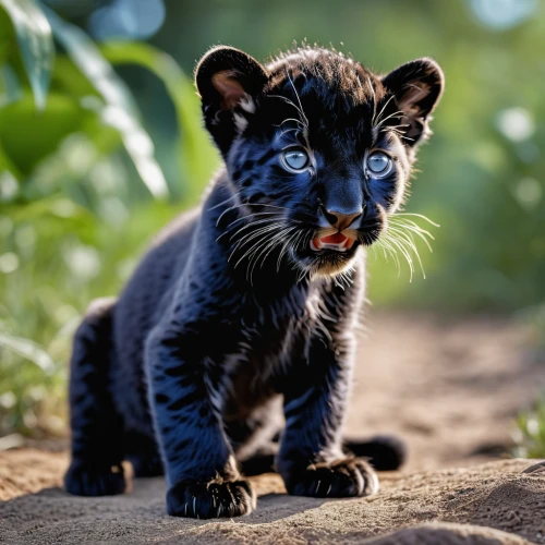 tiger cub,cub,blue tiger,malayan tiger cub,young tiger,canis panther,panther,wild cat,lion cub,great puma,cheetah cub,clouded leopard,king of the jungle,pounce,head of panther,baby animal,cute animal,little lion,asian tiger,roar