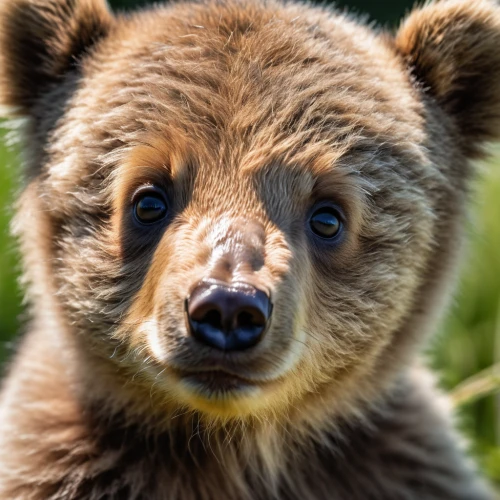 grizzly cub,brown bear,bear cub,cute bear,cub,kodiak bear,bear cubs,grizzly bear,brown bears,bear kamchatka,grizzly,bear,baby bear,little bear,bear teddy,sun bear,grizzlies,spectacled bear,nordic bear,scandia bear