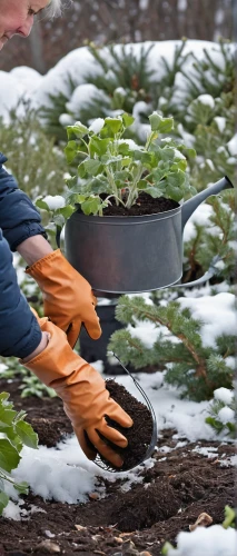 picking vegetables in early spring,planting,shrub watering,pruning shears,snow peas,winter savory,potting,plant protection,seedlings,work in the garden,cultivating,plant bed,sowing,spring pot drive,clay soil,gardening,garden work,compost,fruit trees,perennial plants,Conceptual Art,Daily,Daily 06