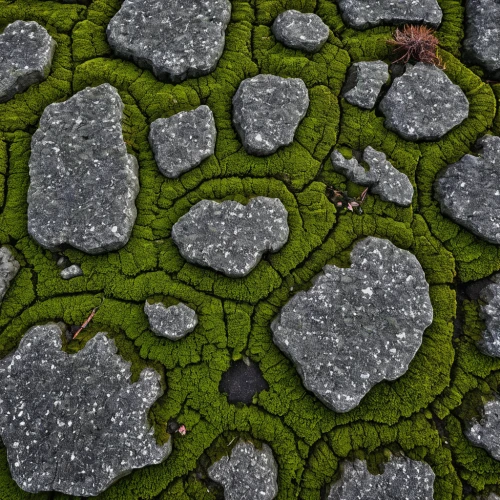 moss saxifrage,lily pads,gunnera,liverwort,mushroom landscape,forest floor,forest moss,moss,groundcover,lily pad,lily pond,tiny world,clover pattern,water lily leaf,lilly pond,giant water lily,pond plants,flower carpet,tree moss,water lilies,Illustration,Children,Children 05