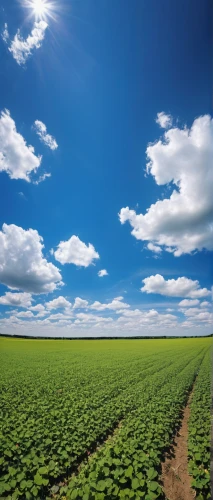 cropland,field of cereals,green soybeans,soybeans,cultivated field,vegetables landscape,potato field,field of rapeseeds,agricultural,vegetable field,crops,aggriculture,stock farming,grain field panorama,agriculture,aaa,farm landscape,green fields,farm background,farmland,Illustration,Retro,Retro 01