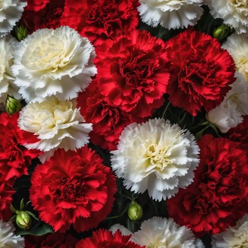 red carnations,carnations,bouquet of carnations,carnations arrangement,red ranunculus,sea carnations,dianthus,spring carnations,ranunculus red,red flowers,flower arrangement lying,flowers png,flower blanket,carnation of india,wreaths,red carnation,red roses,floral border,wreath of flowers,cut flowers,Photography,General,Fantasy