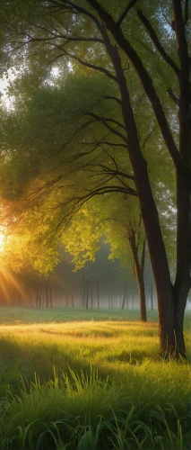 morning mist,green forest,meadow landscape,green meadow,morning light,forest landscape,spring morning,sunrays,green landscape,forest glade,tree lined,sunbeams,daybreak,landscape background,meadows of dew,foggy landscape,sun rays,meadow and forest,japan landscape,light rays,Illustration,Realistic Fantasy,Realistic Fantasy 27