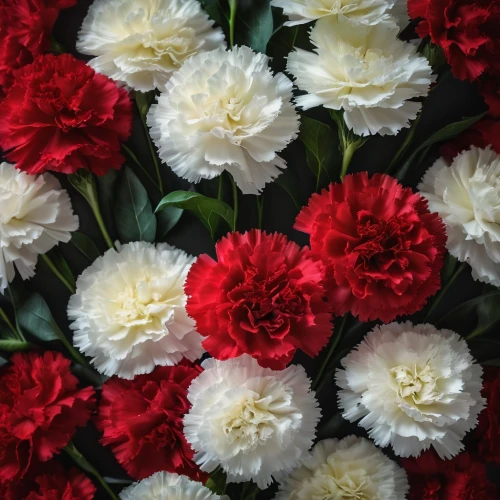 red carnations,bouquet of carnations,carnations,carnations arrangement,spring carnations,sea carnations,red ranunculus,flower blanket,red flowers,ranunculus red,crown carnation,flowers png,bouquets,red carnation,dahlias,bouquet of roses,peonies,peony bouquet,cut flowers,dianthus,Photography,General,Fantasy