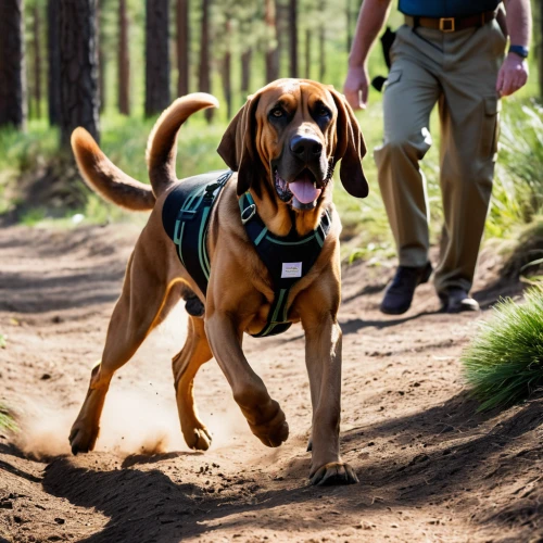 bloodhound,bavarian mountain hound,redbone coonhound,american foxhound,english foxhound,hound trailing,english coonhound,dog hiking,hunting dog,rhodesian ridgeback,coonhound,black and tan coonhound,treeing walker coonhound,irish setter,hunting dogs,polish hunting dog,estonian hound,running dog,park ranger,finnish hound,Illustration,Retro,Retro 21