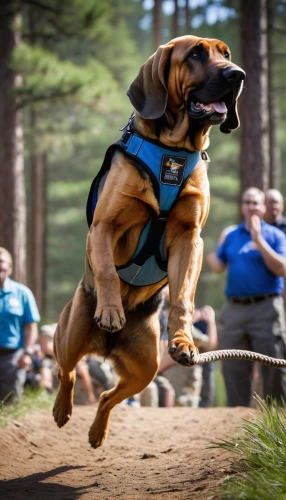 bloodhound,bavarian mountain hound,running dog,schutzhund,hound trailing,dog running,disc dog,halden hound,estonian hound,gundogmus,bruno jura hound,flying dogs,dog sports,flying dog,boerboel,finnish hound,beagador,schweizer laufhund,estrela mountain dog,rally obedience,Conceptual Art,Graffiti Art,Graffiti Art 01