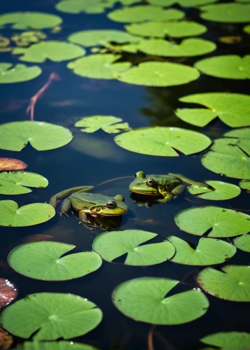 lily pad,broadleaf pond lily,lily pond,aquatic plant,water lilies,aquatic plants,lily pads,pond plants,lilly pond,lotus on pond,white water lilies,pond lily,water plants,lotus pond,water lotus,water lily leaf,lotus leaves,large water lily,pond flower,water lily,Conceptual Art,Fantasy,Fantasy 10