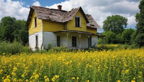 country cottage,old house,farm house,abandoned house,yellow grass,canola,lonely house,mustard plant,farmhouse,yellow mustard,country house,little house,small house,summer cottage,rural,old home,field barn,danish house,homestead,yellow garden,Photography,General,Realistic