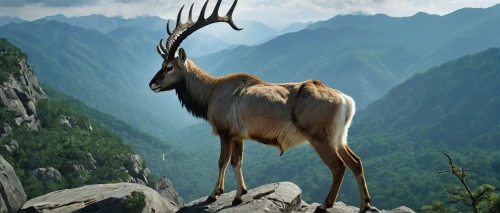 manchurian stag,alpine ibex,mountain goat,huangshan mountains,elk,mountain sheep,elk reposing on lateral moraine,mountain cow,elk bull,barren ground caribou,huangshan maofeng,chamois,goat-antelope,kudu,majestic nature,huashan,argali,bighorn,european deer,whitetail,Conceptual Art,Fantasy,Fantasy 07