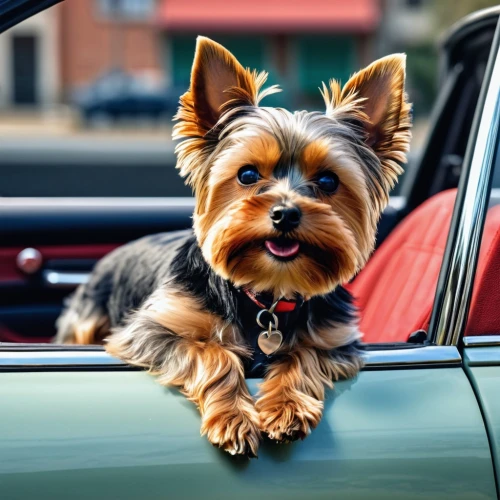 yorkshire terrier,biewer yorkshire terrier,australian silky terrier,yorkie,yorkshire terrier puppy,yorky,australian terrier,hood ornament,norfolk terrier,yorkie puppy,cheerful dog,automobile hood ornament,norwich terrier,brazilian terrier,pet vitamins & supplements,black and tan terrier,dog photography,car model,dog-photography,cavalier,Photography,General,Realistic