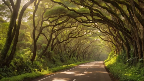 forest road,tree lined lane,tree lined path,tree lined,tree canopy,forest path,tree-lined avenue,the road to the sea,the road,aaa,row of trees,long road,the dark hedges,maple road,the mystical path,winding road,country road,crooked forest,holy forest,tree grove,Photography,General,Natural