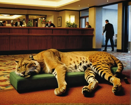 toyger,liger,hotel lobby,golf hotel,big cats,bengal cat,luxury hotel,cat furniture,a tiger,chestnut tiger,big cat,american bobtail,tiger,hotels,type royal tiger,wild cat,schleich,cat resting,royal tiger,planking,Photography,Documentary Photography,Documentary Photography 06