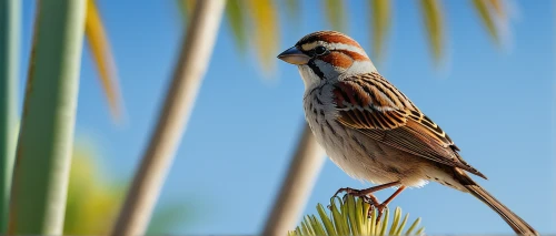 american tree sparrow,swamp sparrow,chipping sparrow,field sparrow,spinifex pigeon,savannah sparrow,dickcissel,tassel bunting,lesser redpoll,rufous,male finch,australian zebra finch,male sparrow,masked weaver,sparrow bird,black-headed munia,cape weaver,balearica regulorum,christmas tassel bunting,chestnut-backed,Illustration,Black and White,Black and White 15