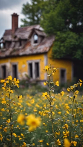 yellow garden,yellow flowers,yellow grass,dandelion meadow,danish house,dandelion field,country cottage,yellow daisies,home landscape,abandoned house,dandelion hall,country house,dandelions,summer cottage,yellow mustard,old house,lonely house,black and dandelion,tanacetum balsamita,old home,Photography,General,Cinematic