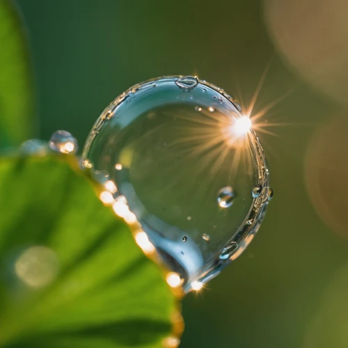 dewdrop,morning light dew drops,dew drop,dewdrops in the morning sun,a drop of water,dew drops,dewdrops,water drop,waterdrop,water droplet,mirror in a drop,watery heart,morning dew,early morning dew,dew droplets,droplet,waterdrops,a drop,dew-drop,drop of water,Photography,General,Cinematic