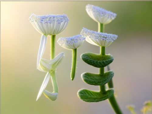 centella asiatica,thalictrum delavayi hewitt's double,silene vulgaris,twinflower,galium,bluish white clover,stellaria,rocket flowers,lilly of the valley,garlic chives,stamens,umbelliferae,linum bienne,funnel flower,striped squill,horsetail,beardtongue,apiaceae,dicentra white,stitchwort,Realistic,Flower,Queen Anne's Lace