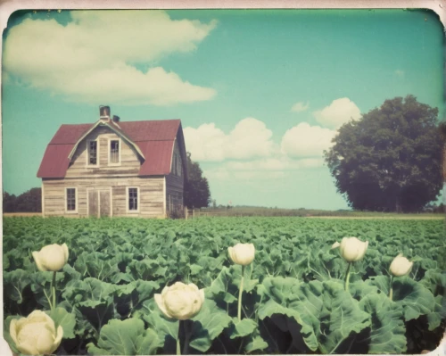 tulips field,tulip field,vintage flowers,vintage background,tulip fields,vegetables landscape,vegetable field,tulip background,lubitel 2,tulips,two tulips,cropland,home landscape,blooming field,dutch clover,celtuce,north holland,farm house,tulip festival,lonely house,Photography,Documentary Photography,Documentary Photography 03