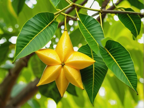 star fruit,carambola,starfruit plant,starfruit,ylang-ylang,oleaceae,magnolia star,jackfruit,magnoliaceae,bay-leaf,star anise,golden trumpet tree,geraniaceae,fabaceae,xanthorrhoeaceae,lemon tree,limonana,yellow fruit,fruit blossoms,frangipani,Conceptual Art,Sci-Fi,Sci-Fi 08