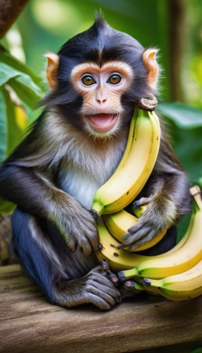 monkey banana,banana,saba banana,nanas,bananas,primate,common chimpanzee,chimpanzee,primates,banana family,banana cue,crab-eating macaque,ape,macaque,bonobo,white-fronted capuchin,banana peel,tufted capuchin,white-headed capuchin,barbary monkey,Photography,Documentary Photography,Documentary Photography 26