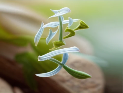 lily of the valley,twinflower,galanthus,spring leaf background,flowers png,easter lilies,lilly of the valley,jasmine flower,mountain bluets,white lily,peace lily,snowdrop,tuberose,grass lily,lilies of the valley,gentiana,jasminum,snowdrops,madonna lily,smooth solomon's seal,Realistic,Flower,Forget-me-not