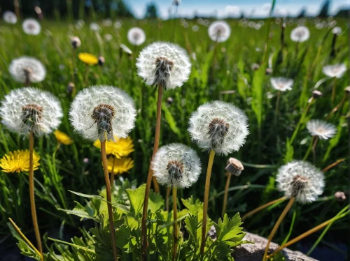 dandelion meadow,dandelions,flying dandelions,dandelion field,dandelion background,taraxacum ruderalia,taraxacum,dandelion flying,dandelion,meadow flowers,mayweed,meadow plant,daisies,taraxacum officinale,field flowers,dandelion seeds,common dandelion,dandelion flower,sun daisies,coltsfoot,Photography,Documentary Photography,Documentary Photography 16