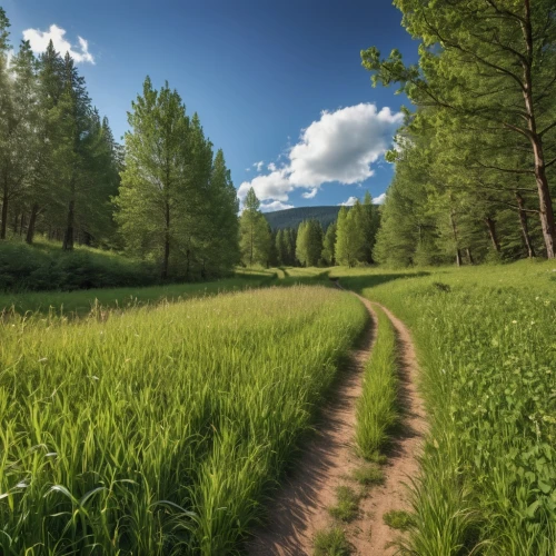 meadow and forest,temperate coniferous forest,meadow landscape,aaa,green forest,coniferous forest,green landscape,background view nature,tropical and subtropical coniferous forests,forest path,landscape background,tree lined path,forest landscape,hiking path,green meadow,the way of nature,meadow rues,pathway,nature landscape,fir forest,Photography,General,Realistic