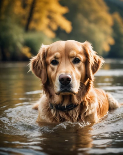 dog in the water,retriever,water dog,golden retriever,golden retriver,dog photography,nova scotia duck tolling retriever,dog-photography,labrador,the blonde in the river,labrador retriever,animal photography,rescue dog,blonde dog,pet vitamins & supplements,piasecki hup retriever,paddling,wading,chesapeake bay retriever,brown dog,Photography,General,Cinematic