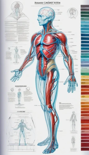 human body anatomy,muscular system,human anatomy,medical illustration,biomechanically,rmuscles,medical concept poster,anatomical,the human body,human body,kinesiology,anatomy,wireframe graphics,muscle angle,core web vitals,male poses for drawing,skeletal structure,color pencil,colourful pencils,biomechanical,Unique,Design,Character Design