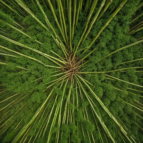 fan palm,sabal palmetto,saw palmetto,palm pasture,palm fronds,palm leaf,wine palm,jungle drum leaves,tropical leaf pattern,citronella,hawaii bamboo,green wallpaper,palm leaves,tropical leaf,two palms,poaceae,grass fronds,palm field,palm branches,palm,Photography,Documentary Photography,Documentary Photography 13