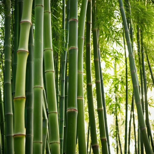 bamboo plants,hawaii bamboo,bamboo,bamboo forest,bamboo curtain,bamboo frame,aaa,bamboo flute,bamboo shoot,patrol,aa,lemongrass,lucky bamboo,arashiyama,wall,cleanup,green wallpaper,defense,sugarcane,silk tree,Photography,General,Realistic