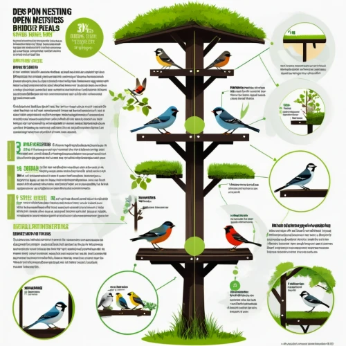 bird species,birds on branch,key birds,infographic elements,vector infographic,perching birds,bird bird kingdom,nature bird,birds on a branch,tropical bird climber,family tree,bird kingdom,info graphic,birdlife,nature conservation,tropical birds,bird protection net,infographics,tree species,wild birds,Unique,Design,Infographics