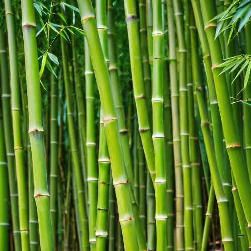 hawaii bamboo,bamboo,bamboo plants,bamboo curtain,bamboo forest,lemongrass,bamboo frame,horsetail,citronella,palm leaf,green wallpaper,sugarcane,bamboo flute,patrol,wall,sugar cane,bamboo shoot,stalks,aaa,plant stem,Photography,General,Realistic