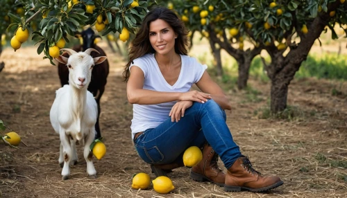 lemon tree,farm girl,yellow plums,argan trees,lemon background,argan tree,lemons,mirabelles,argan,olive grove,limonana,wild yellow plum,tona organic farm,yellow plum,woman eating apple,kumquats,alentejo,agricultural,farm background,meyer lemon,Photography,General,Realistic