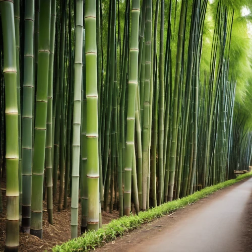 hawaii bamboo,bamboo forest,bamboo plants,bamboo curtain,bamboo,bamboo frame,bamboo shoot,bamboo flute,lucky bamboo,palm leaf,sugarcane,green wallpaper,palm leaves,palm branches,bamboo car,aaa,wall,lemongrass,silk tree,sugar cane,Photography,General,Realistic