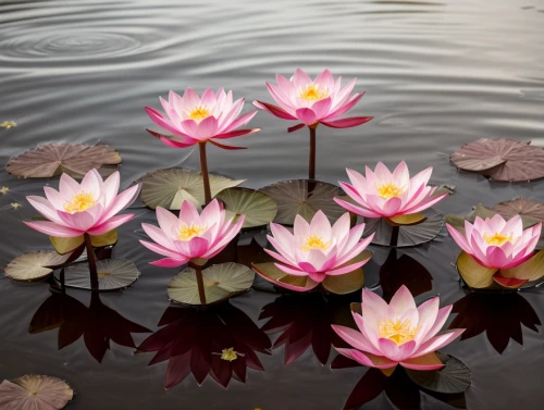 lotus on pond,lotus flowers,pink water lilies,water lotus,lotuses,sacred lotus,water lilies,lotus hearts,pink water lily,lotus flower,lotus pond,lotus blossom,waterlily,pond flower,lotus effect,lotus plants,water lily flower,golden lotus flowers,stone lotus,flower of water-lily