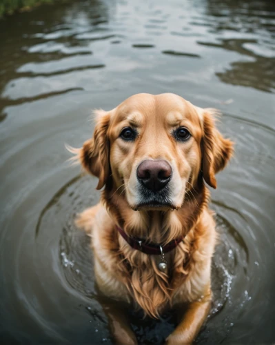 dog in the water,water dog,retriever,dog photography,dog-photography,golden retriever,rescue dog,pet vitamins & supplements,golden retriver,labrador,legerhond,nova scotia duck tolling retriever,rescue dogs,wading,chesapeake bay retriever,surface tension,animal photography,ripples,blonde dog,dog,Photography,General,Cinematic