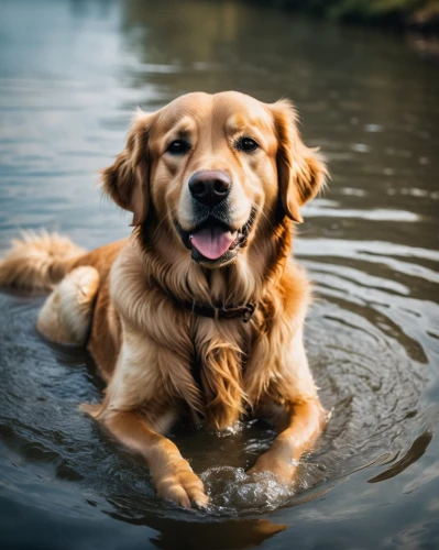 dog in the water,retriever,water dog,golden retriver,golden retriever,nova scotia duck tolling retriever,dog photography,dog-photography,pet vitamins & supplements,cheerful dog,labrador,rescue dog,flat-coated retriever,retrieve,golden retriever puppy,water bath,labrador retriever,german spaniel,blonde dog,piasecki hup retriever,Photography,General,Cinematic