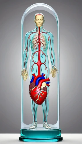 human body anatomy,medical illustration,medical concept poster,circulatory system,the human body,anatomical,human internal organ,human anatomy,core web vitals,medical imaging,medical radiography,cardiology,blood pressure measuring machine,human body,magnetic resonance imaging,electrophysiology,human heart,blood circulation,medical device,coronary vascular,Unique,Design,Infographics