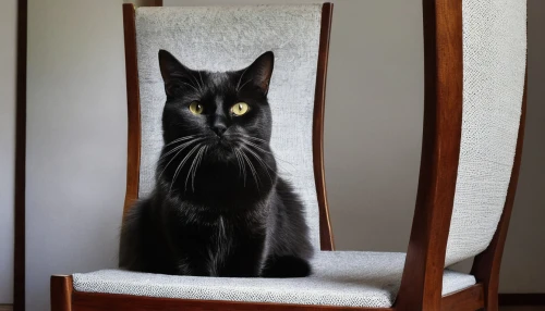 jiji the cat,chair,european shorthair,club chair,rocking chair,wing chair,cat portrait,cat frame,old chair,pferdeportrait,domestic short-haired cat,figaro,black cat,armchair,my beloved cat,pet black,cat image,sitting on a chair,catrín,whiskered,Photography,Artistic Photography,Artistic Photography 06