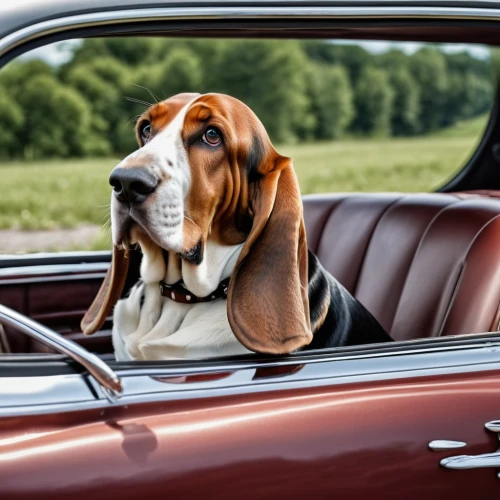 basset hound,coonhound,english coonhound,basset bleu de gascogne,artois hound,american foxhound,bloodhound,continental bulldog,hound dogs,bassett,oldtimer car,estonian hound,eurohound,classic car,scent hound,borgward hansa,beagle,finnish hound,hanover hound,vintage car,Photography,General,Realistic