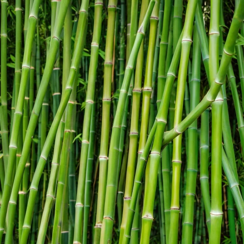 sugarcane,sugar cane,bamboo plants,green asparagus,bamboo,horsetail,hawaii bamboo,scallion,spring onion,lemongrass,asparagus,citronella,stalks,spring onions,wheat grass,cattail,cleanup,grass blades,reeds,bulrush,Photography,General,Realistic