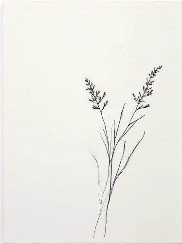 branched asphodel,botanical line art,tuberose,fernleaf lavender,herbarium,north sea oats,saltbush,fireweed,minimalist flowers,ikebana,winter savory,skirret,wild carrot,hare tail grasses,cloves schwindl inge,fines herbes,panicle,grasses in the wind,meadow plant,ornithogalum,Illustration,Paper based,Paper Based 22