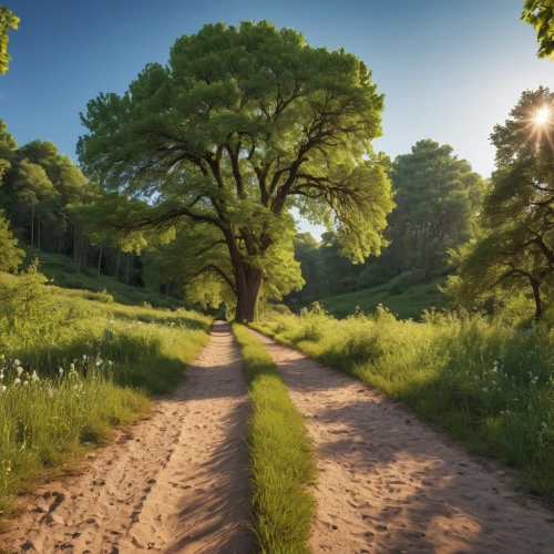 tree lined path,forest path,tree lined lane,tree lined,green forest,pathway,forest road,aaa,trees with stitching,tree canopy,green landscape,forest landscape,the way of nature,the mystical path,green trees,hiking path,deciduous forest,wooden path,dirt road,the path,Photography,General,Realistic