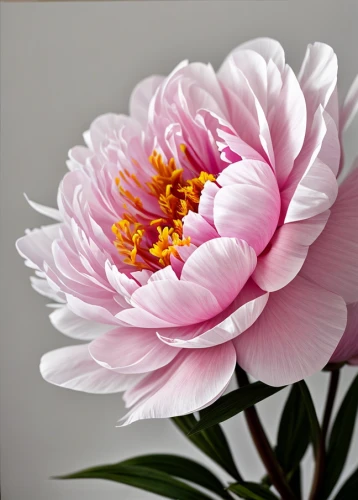 pink chrysanthemum,peony pink,dahlia pink,pink peony,common peony,chinese peony,peony,pink chrysanthemums,chrysanthemum,korean chrysanthemum,flowers png,chrysanthemum cherry,chrysanthemum background,wild peony,pink flower,pink water lily,pink carnation,siberian chrysanthemum,pink flower white,celestial chrysanthemum