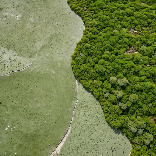 green trees with water,eastern mangroves,danube delta,mangroves,green algae,the danube delta,aerial landscape,aerial photograph,aerial view of beach,aerial image,green water,aerial view,river delta,view from above,aerial photography,algae,aerial shot,overhead view,bird's-eye view,natural reserve,Photography,General,Realistic