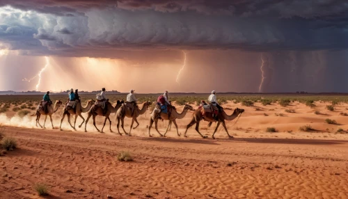 camel caravan,camels,libyan desert,camel train,the gobi desert,arabian horses,capture desert,arabian camel,dromedaries,gobi desert,wild west,namib desert,steppe,arid land,namib,arid landscape,desert racing,desert desert landscape,wild horses,desert landscape