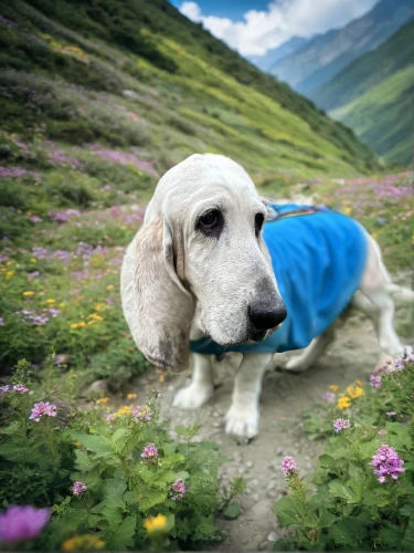 tyrolean hound,alpine dachsbracke,basset bleu de gascogne,the valley of flowers,dog hiking,bosnian coarse-haired hound,french spaniel,appenzeller sennenhund,montenegrin mountain hound,english setter,livestock guardian dog,scent hound,clumber spaniel,dog photography,kooikerhondje,pyrenean shepherd,styrian coarse-haired hound,karakachan dog,alpine forget-me-not,basset hound