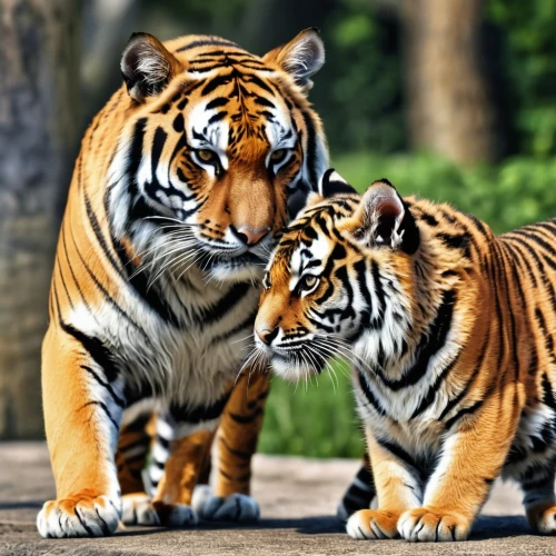 tigers,exotic animals,big cats,asian tiger,malayan tiger cub,sumatran tiger,cute animals,tiger cub,young tiger,bengal tiger,animal world,wild animals,siberian tiger,animal zoo,toyger,tigerle,wildlife park,baby with mom,wildlife,cute animal,Photography,General,Realistic