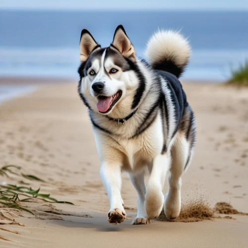 malamute,stray dog on beach,siberian husky,sakhalin husky,alaskan malamute,husky,pet vitamins & supplements,dog running,swedish lapphund,alaskan klee kai,finnish lapphund,running dog,cheerful dog,beach dog,miniature siberian husky,swedish vallhund,huskies,walk on the beach,labrador husky,native american indian dog,Photography,General,Realistic